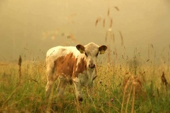 ПРЕДЛОЖЕНИЕ ДЛЯ МОЛОДНЯКА<br>