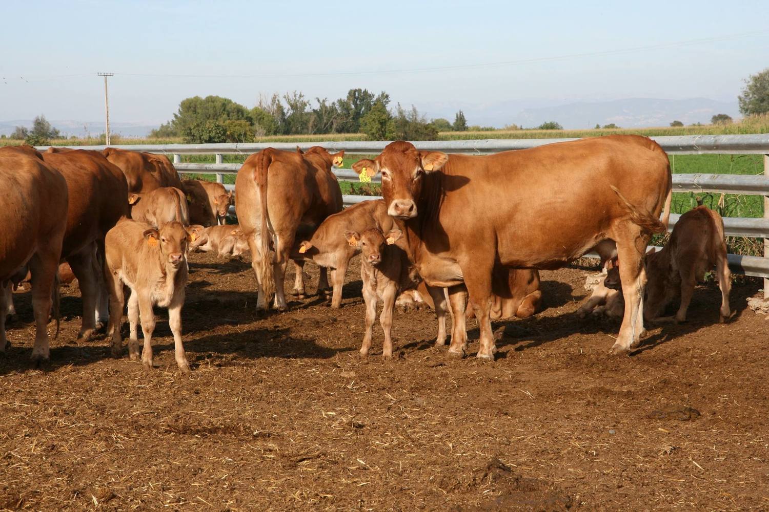 ПРЕМИКСЫ<br>